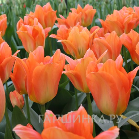 Тюльпан Оранж Имперор Фостера 5шт,уп
