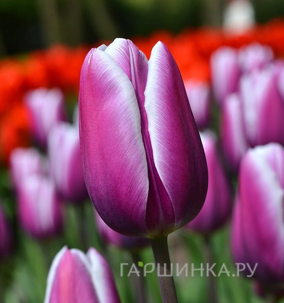 Тюльпан Пепл Рэйн Триумф 5шт.