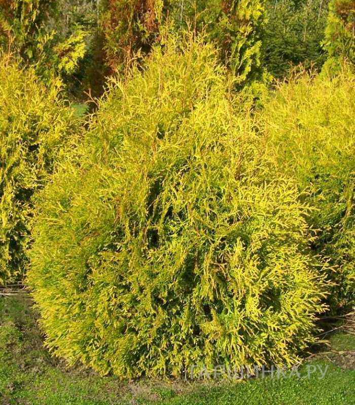 Туя западная Рейнголд