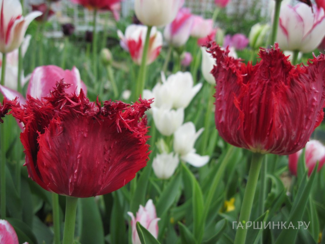 Тюльпан Барбадос бахромчатый 5шт