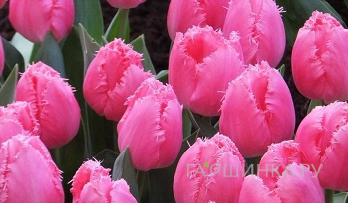 Тюльпан Cacharell бахромчатый 5шт