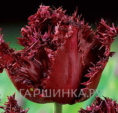 Тюльпан Лабрадор бахромчатый 5шт