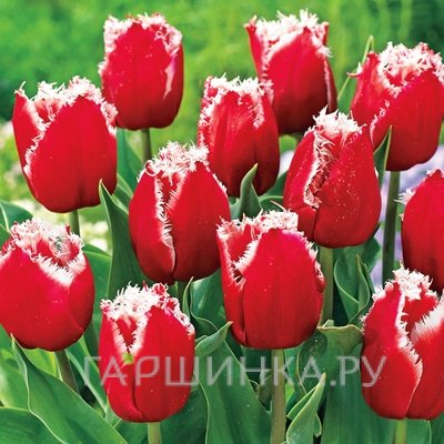 Тюльпан Нью Санта бахромчатый 5шт.