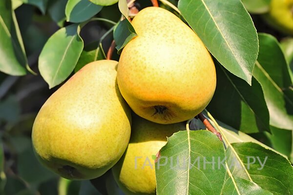 Груша Уралочка