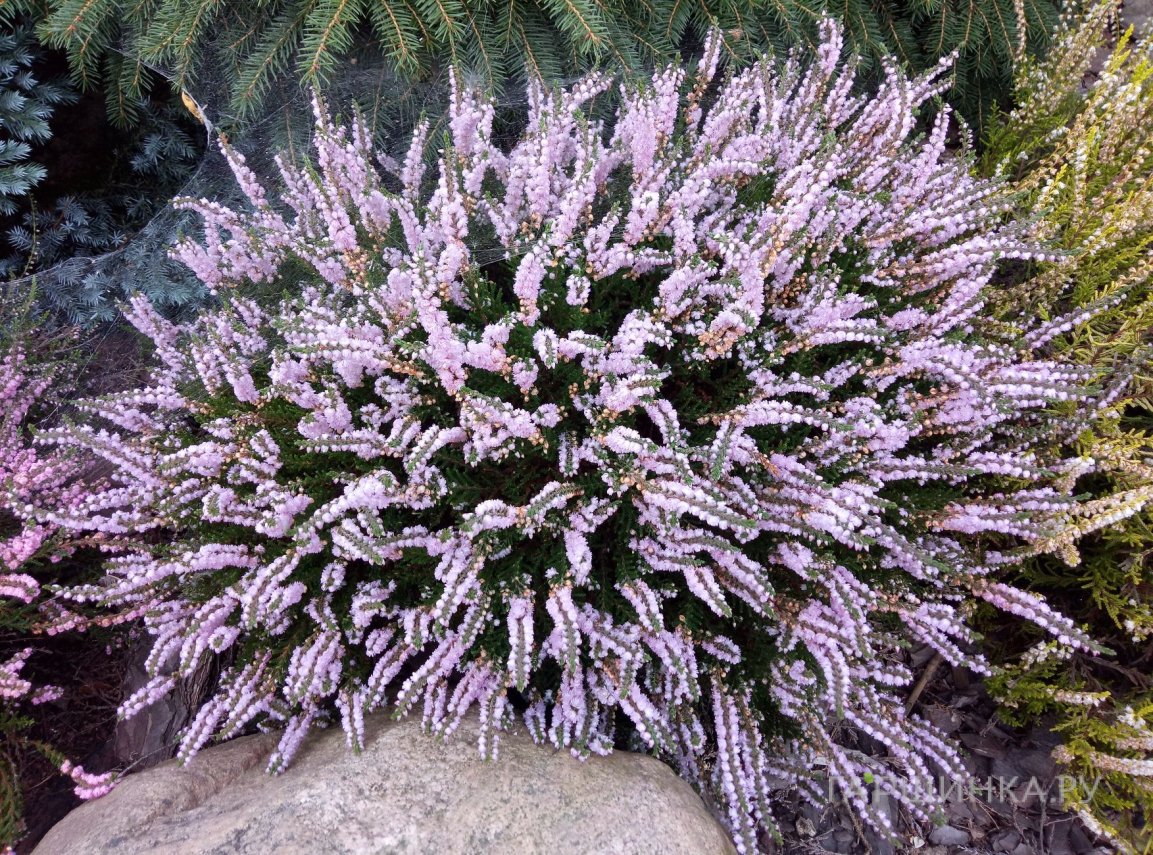 Вереск Раднор