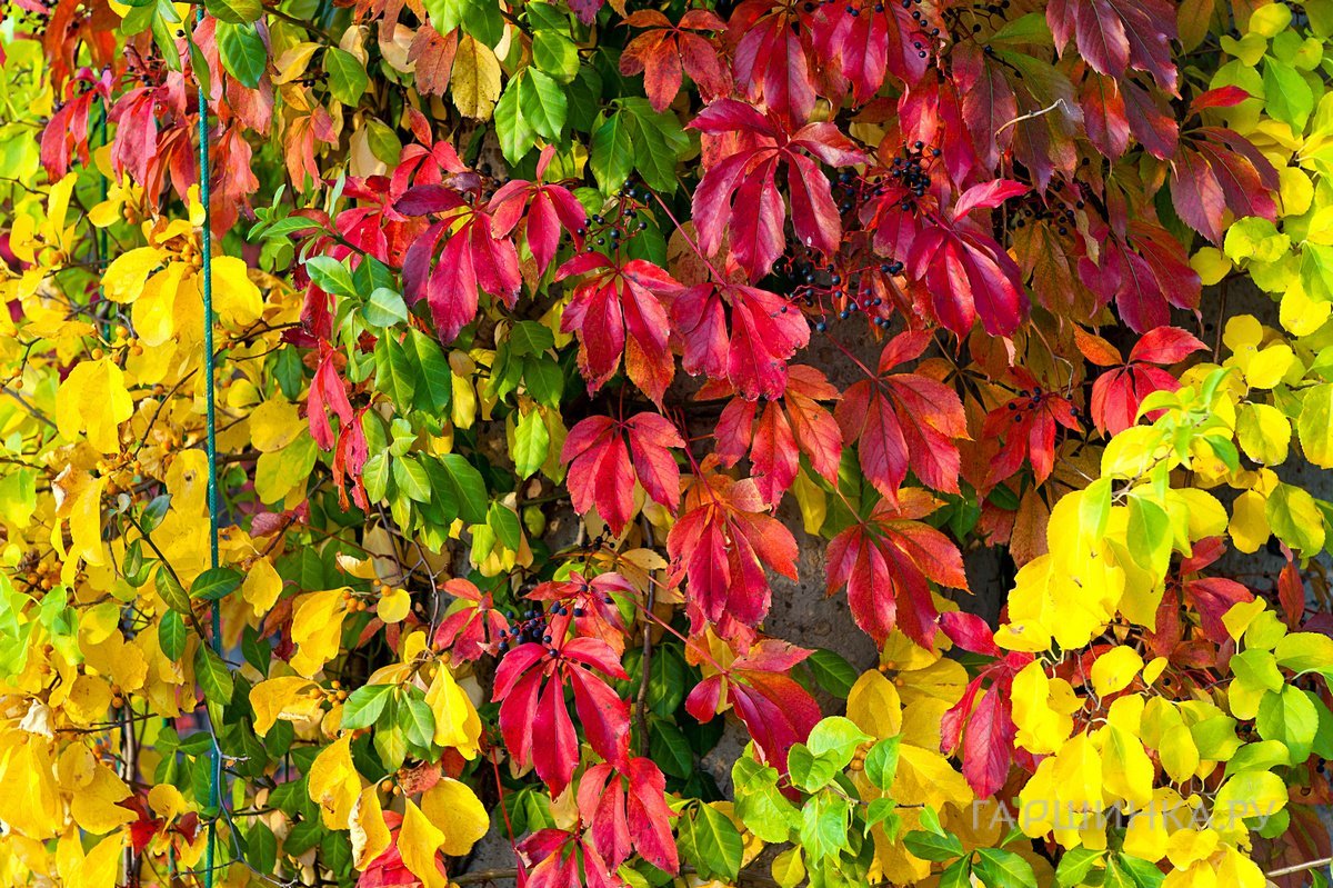 Девичий виноград