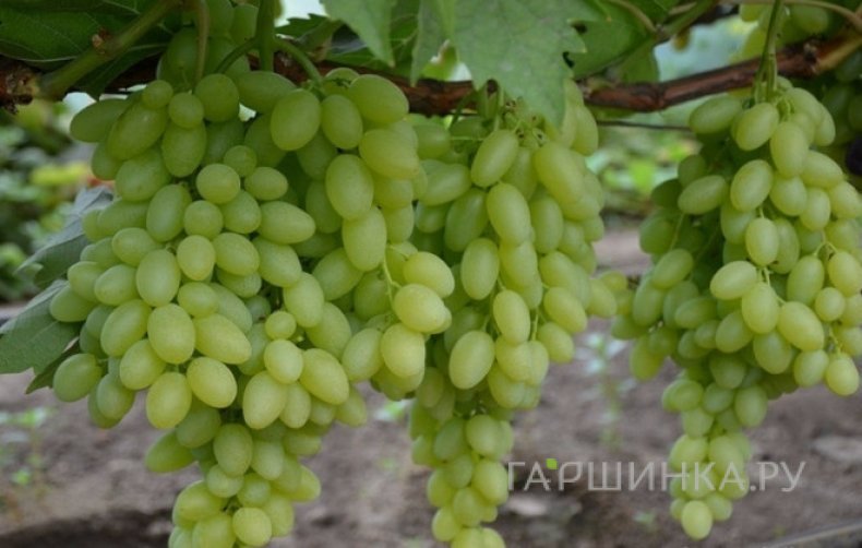 Виноград Кишмиш Столетие бессемянный урожайный