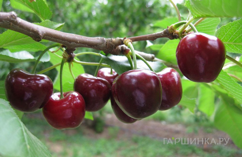 Вишня Морозовка