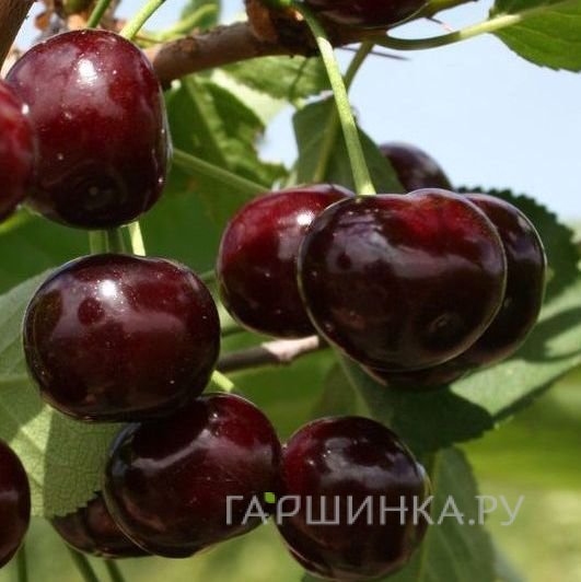 Вишня Путинка