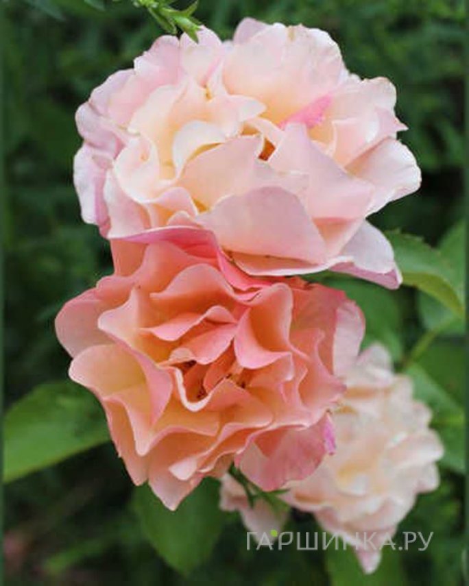 Роза Вуменс Чойс, Vissers (лиц)