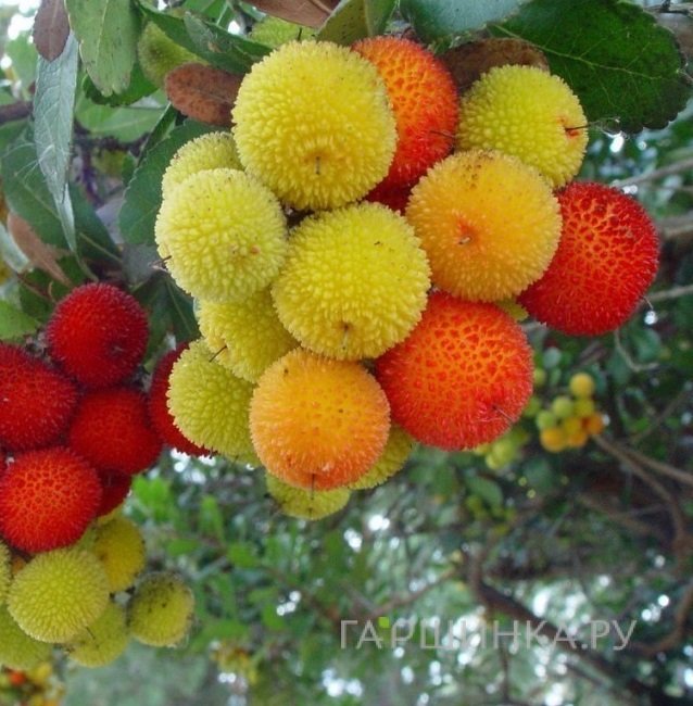Земляничное дерево Рубра крупноплодное
