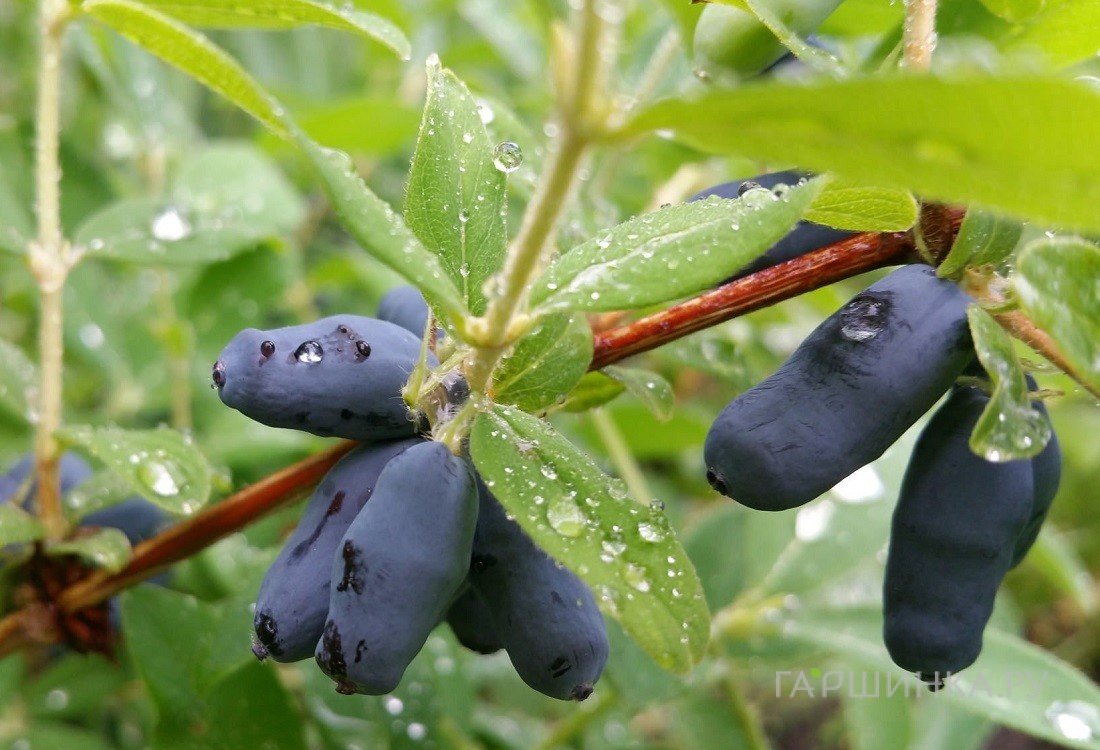 Жимолость Длинноплодная