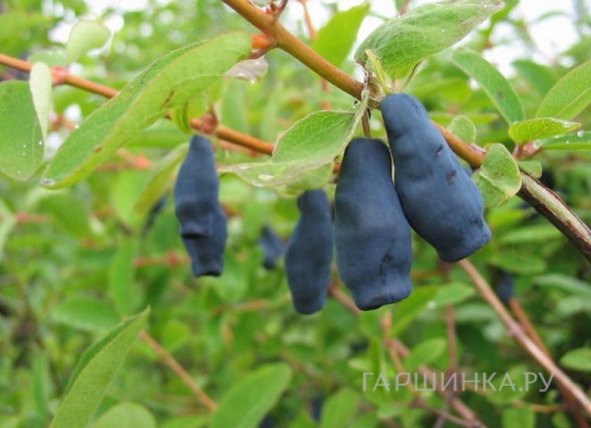 Жимолость Фиалка