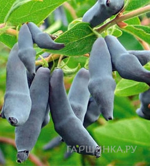 Жимолость Гордость Бакчара