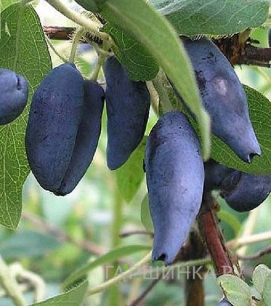 Жимолость Камчатская