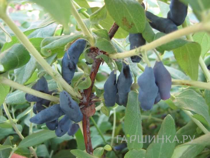 Жимолость Парабельская