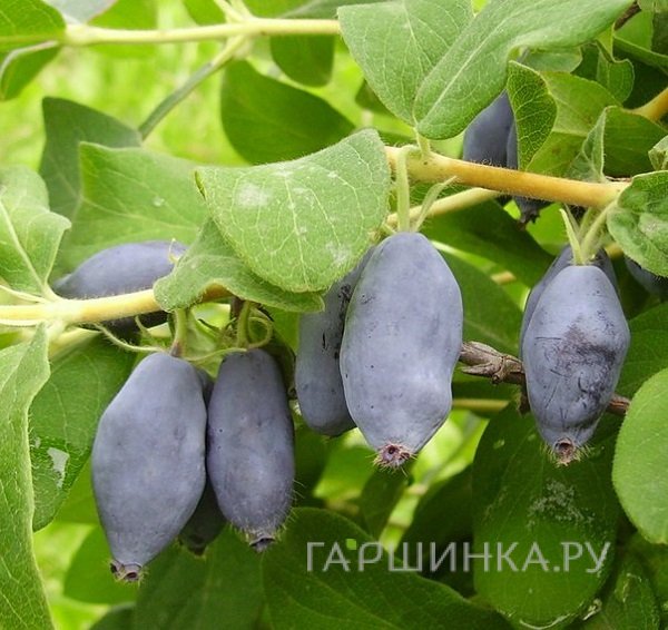 Жимолость Старт