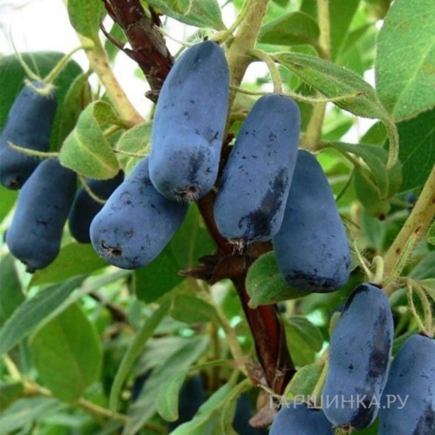 Жимолость Труженица