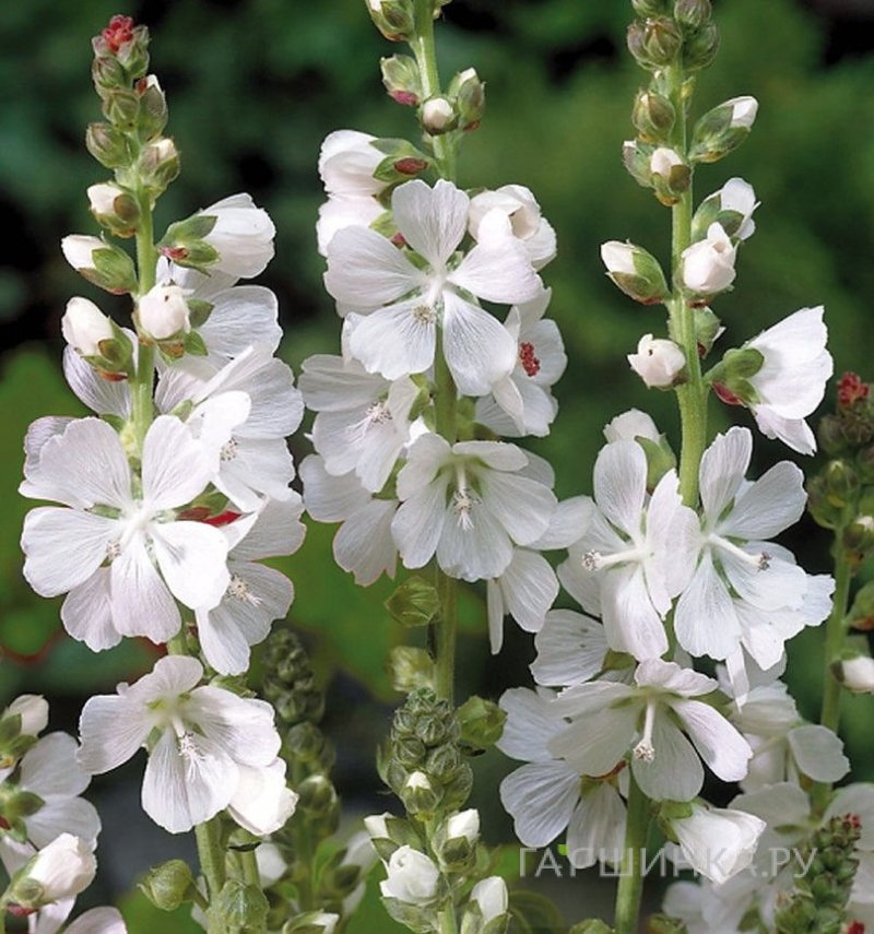 Сидальцея белоснежная