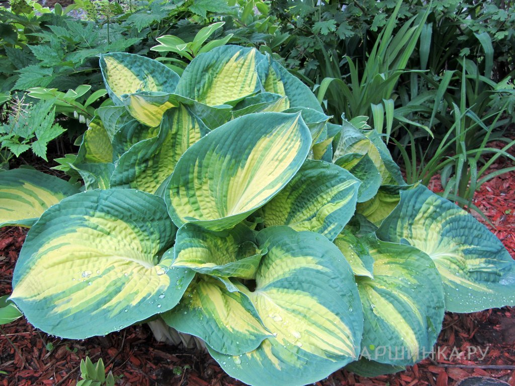 Хоста Дрим Вивер (ML)