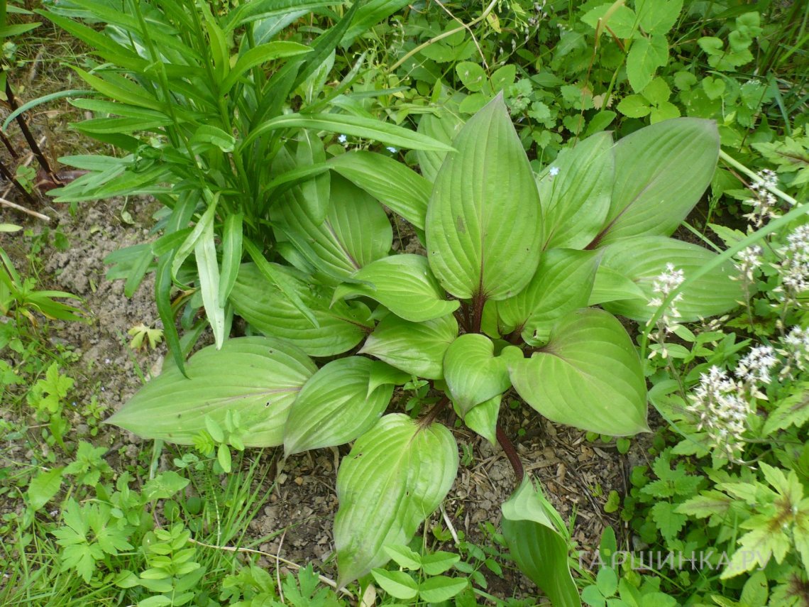 Хоста Ферст Блаш (M)