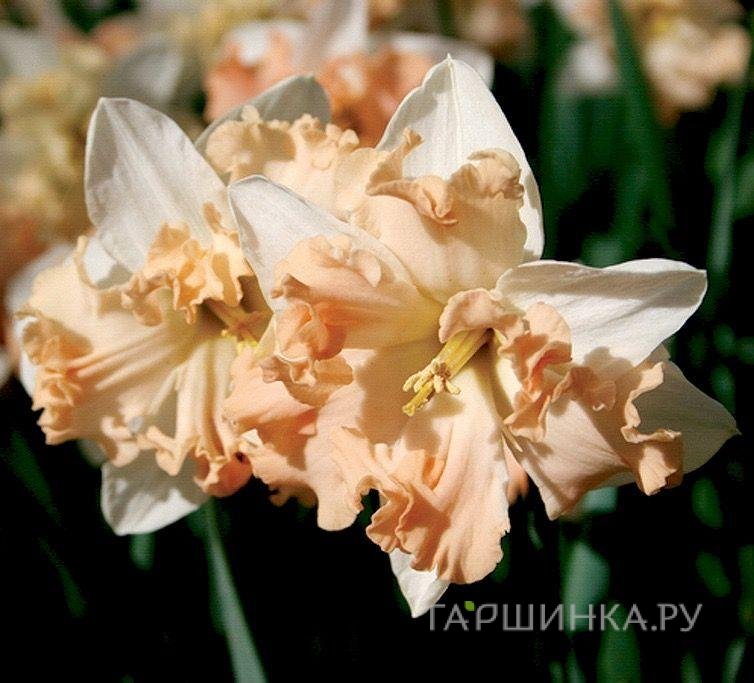 Нарцисс Вальц 5шт.