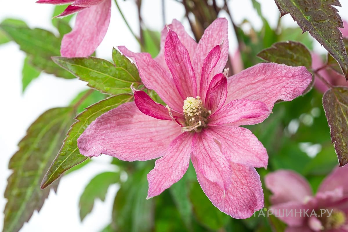 Клематис монтана Броден Стар (2-3)