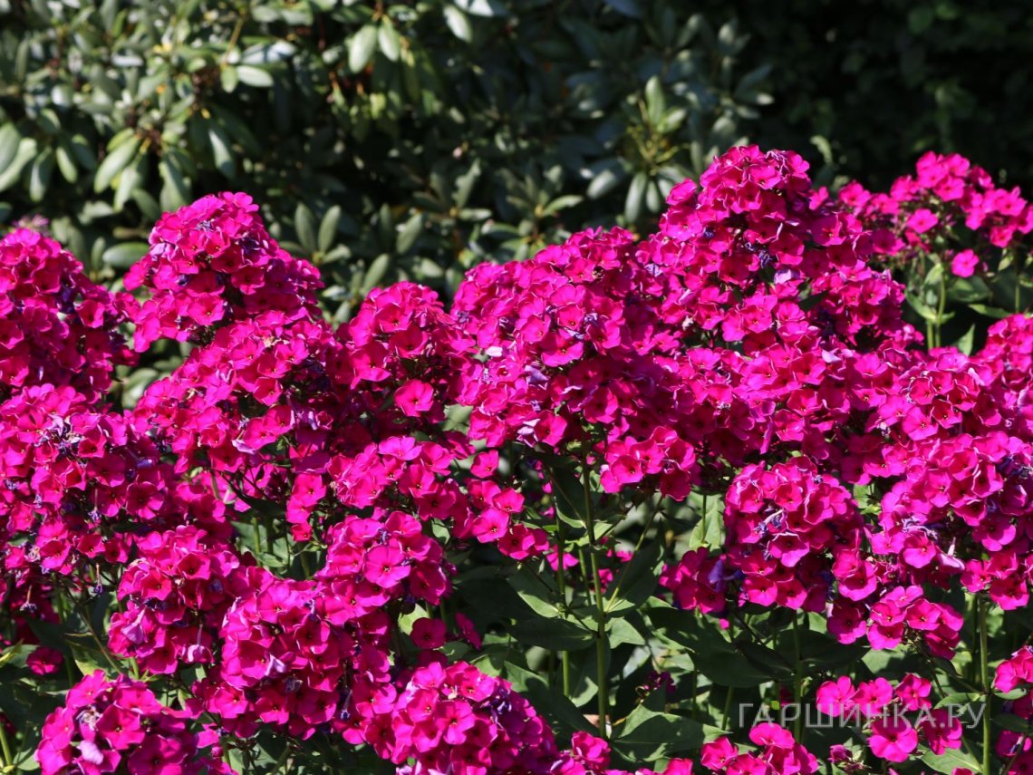 Флокс Рейвинг Бьюти метельчатый