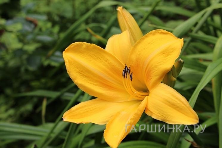 Лилейник Чикаго Санрайз