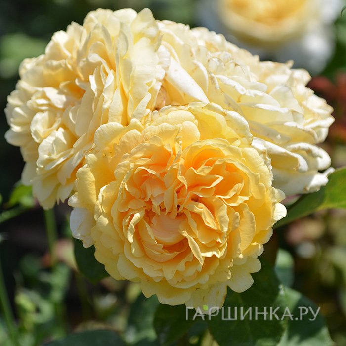 Роза Белла ди Тоди, Барни (лиц)