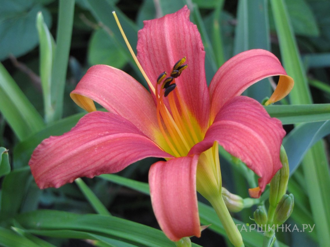 Лилейник Пинк Дамаск