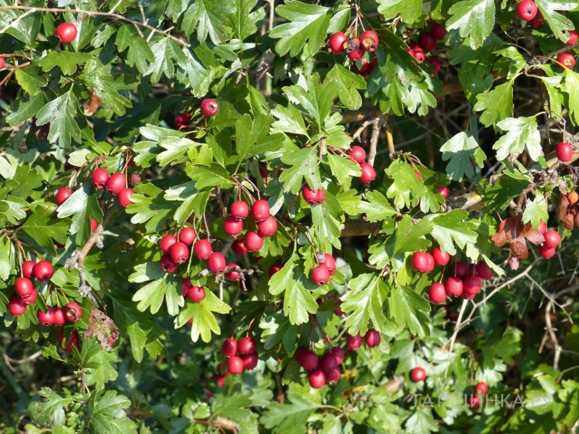 Боярышник однопестичный