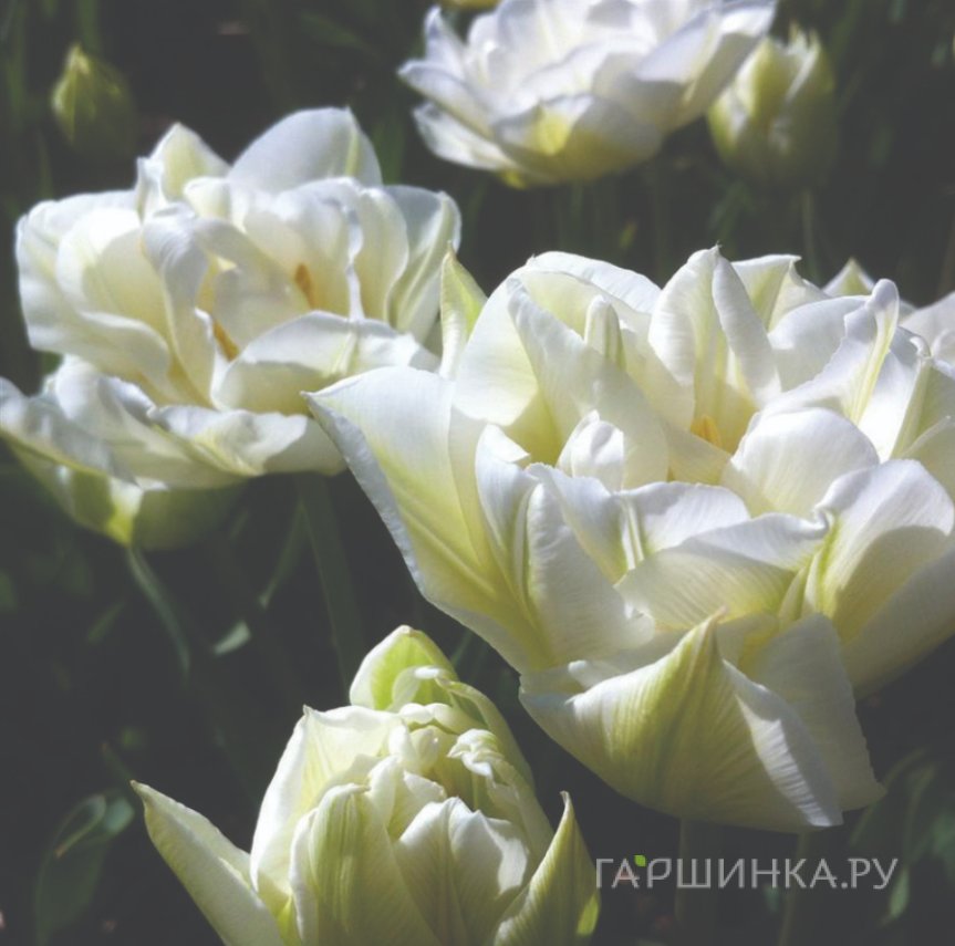 Тюльпан Мондиаль махровый ранний 5шт