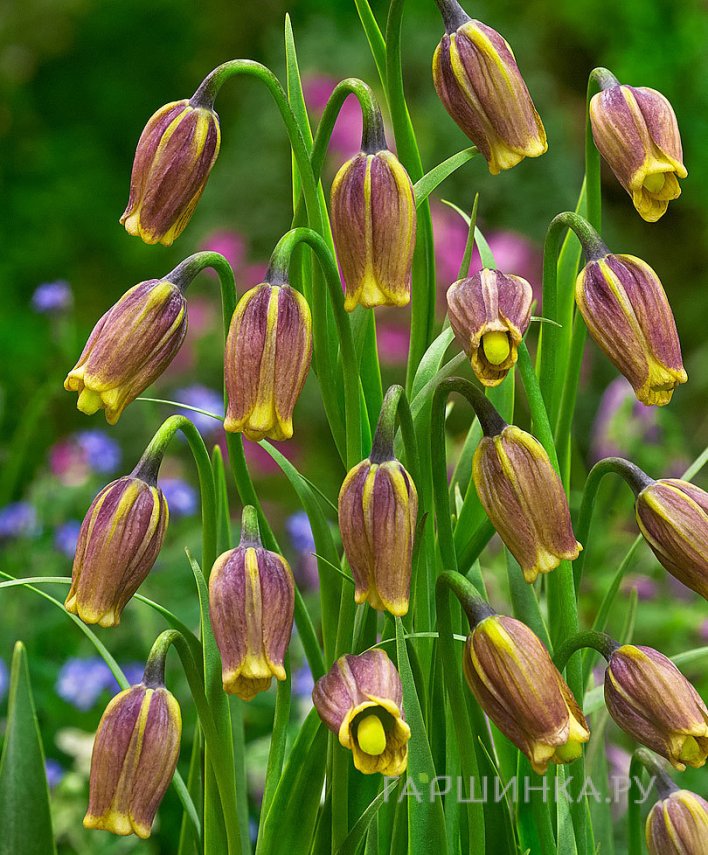 Рябчик Ува Вульпис