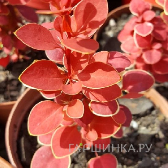 Барбарис Тунберга Чикита