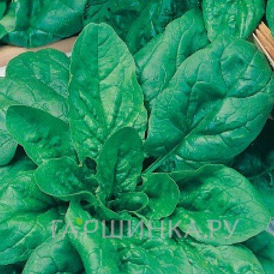 Шпинат Крепыш 1г, Семена Сибирский сад