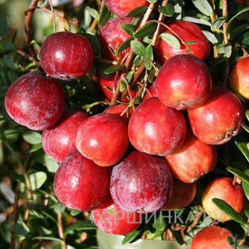 Клюква Кроули крупноплодная