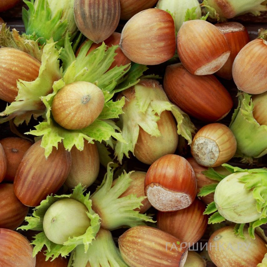 Лещина Фертиль де Кутар