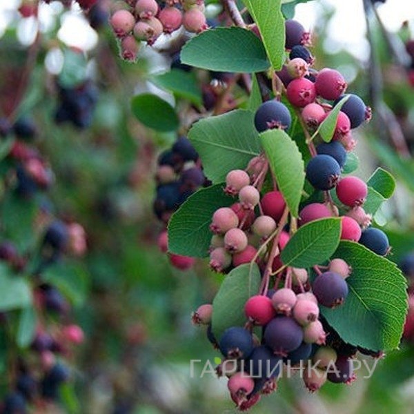 Ирга Хонивуд ольхолистная