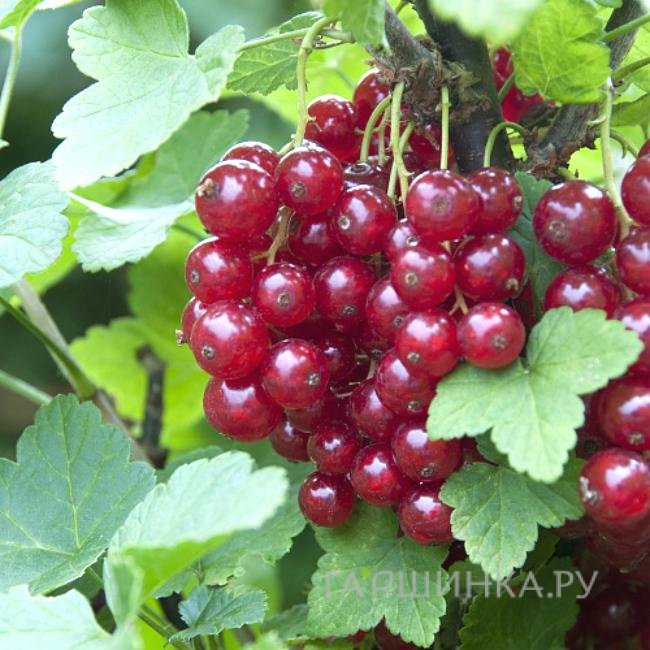 Смородина Андрейченко красная