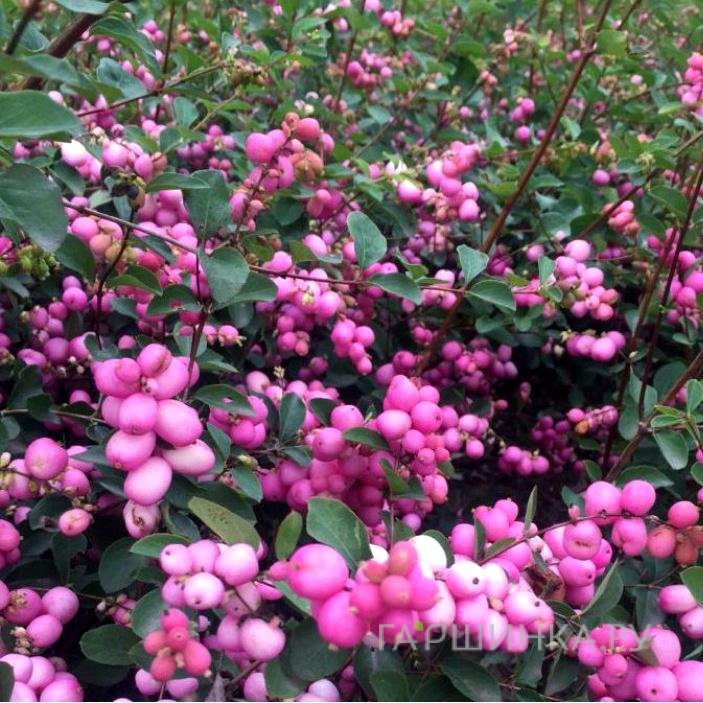 Снежноягодник Мэджик Берри