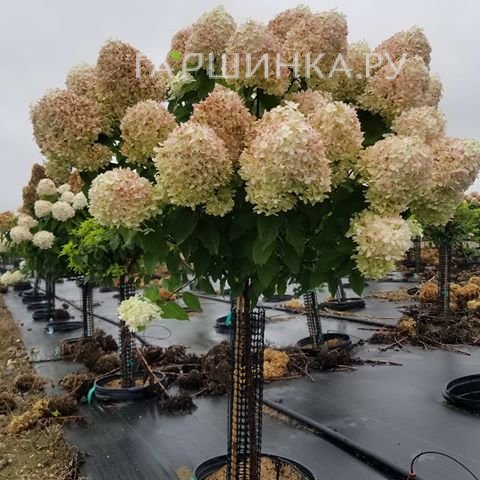 Гортензия на штамбе Коттон Крем (Хлопковый крем)