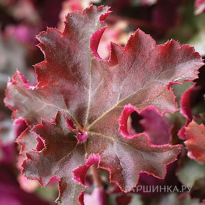 Гейхера Кримсон Керлз