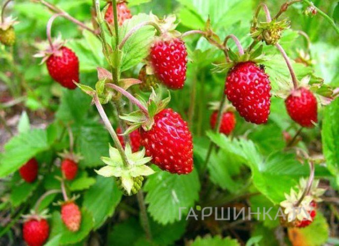 Земляника Али Баба 0.04г