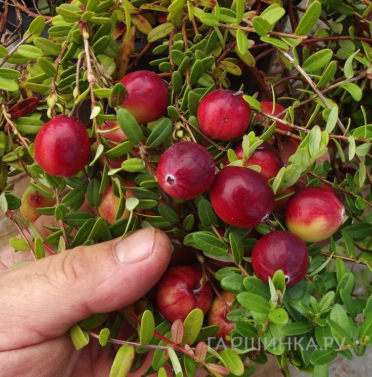 Клюква Стивенс крупноплодная