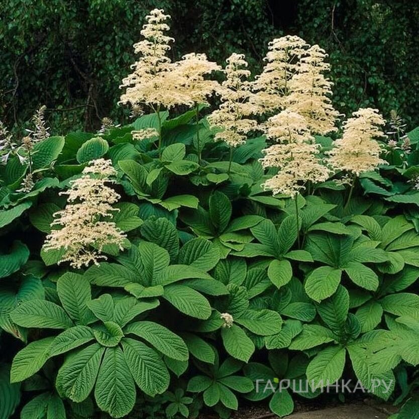 Роджерсия конскокаштанолистная