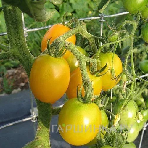 Томат Монисто янтарное томат 0.1гр