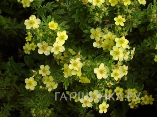 Лапчатка кустарниковая Белла Линдси