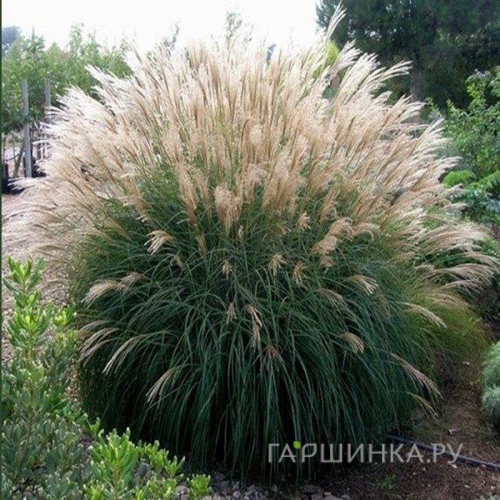 Мискантус Кляйне Зилберспинне