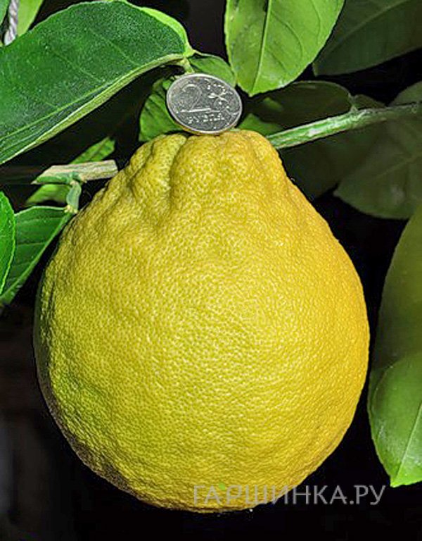 Лимон Юбилейный
